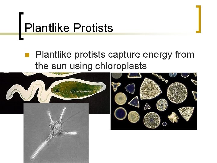 Plantlike Protists n Plantlike protists capture energy from the sun using chloroplasts 