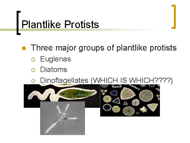 Plantlike Protists n Three major groups of plantlike protists ¡ ¡ ¡ Euglenas Diatoms