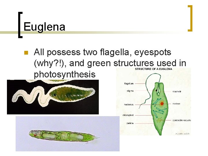 Euglena n All possess two flagella, eyespots (why? !), and green structures used in