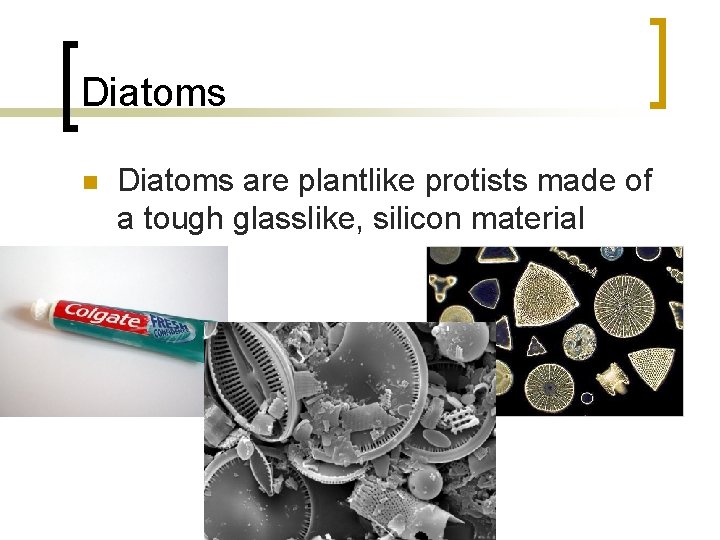 Diatoms n Diatoms are plantlike protists made of a tough glasslike, silicon material 