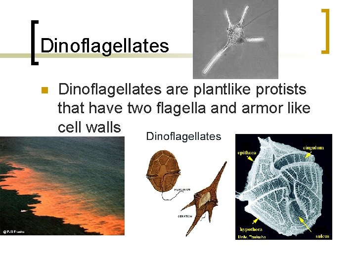 Dinoflagellates n Dinoflagellates are plantlike protists that have two flagella and armor like cell