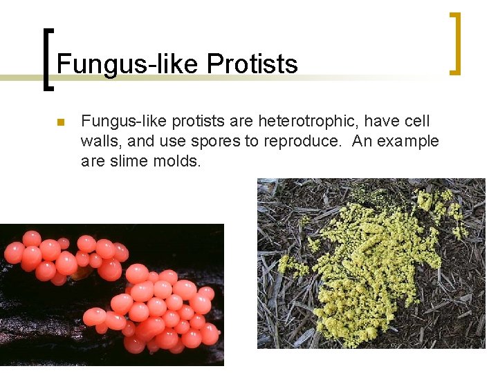 Fungus-like Protists n Fungus-like protists are heterotrophic, have cell walls, and use spores to