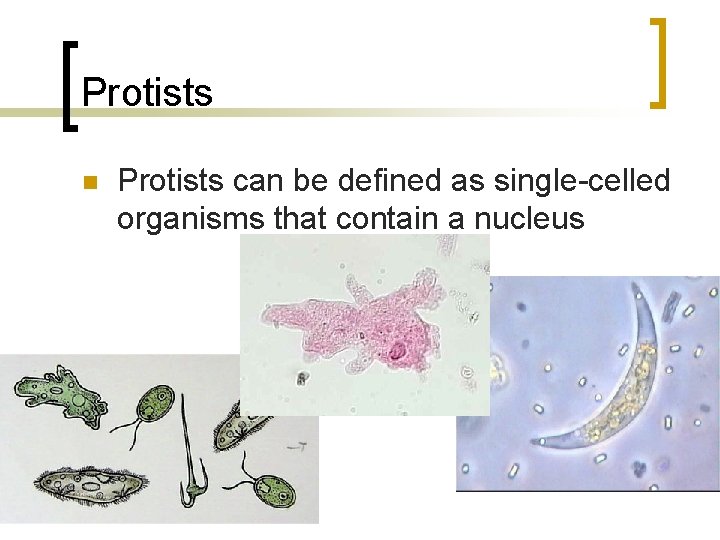 Protists n Protists can be defined as single-celled organisms that contain a nucleus 