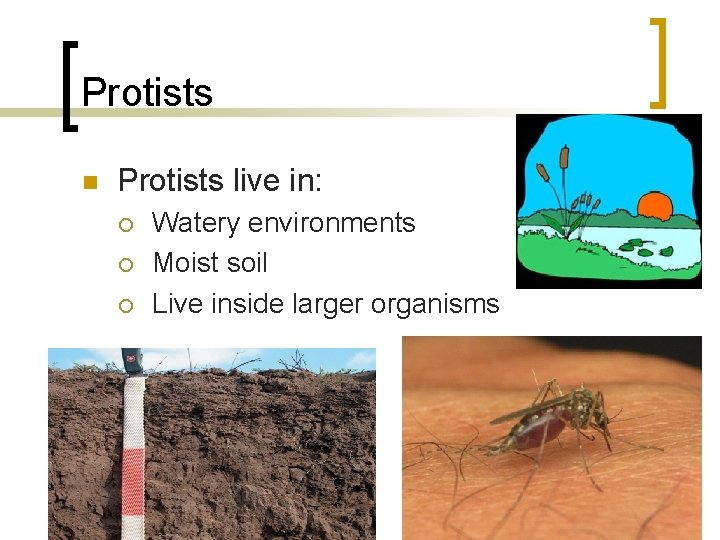 Protists n Protists live in: ¡ ¡ ¡ Watery environments Moist soil Live inside