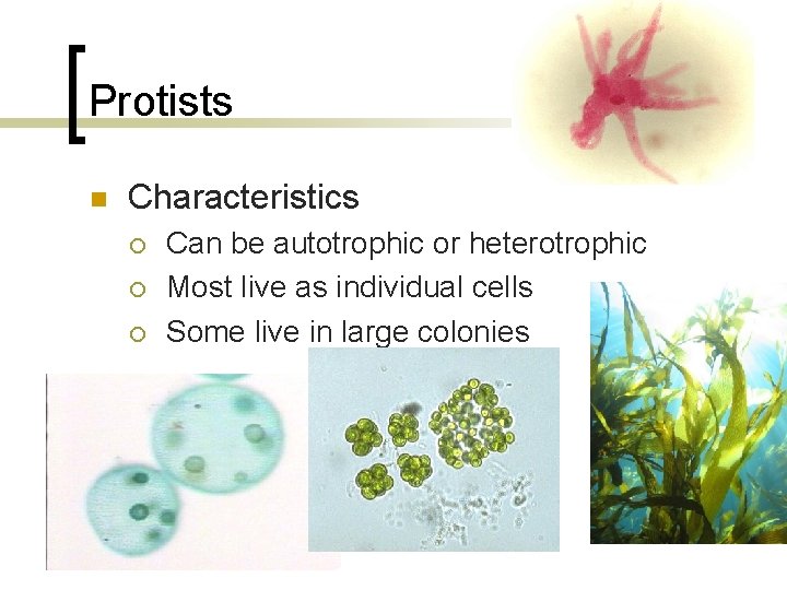 Protists n Characteristics ¡ ¡ ¡ Can be autotrophic or heterotrophic Most live as