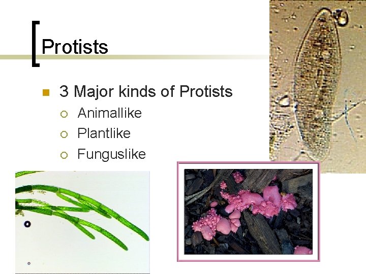 Protists n 3 Major kinds of Protists ¡ ¡ ¡ Animallike Plantlike Funguslike 