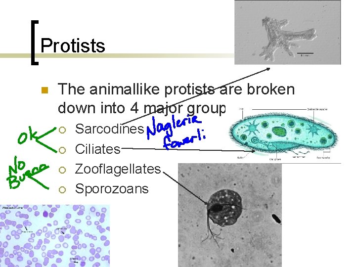 Protists n The animallike protists are broken down into 4 major groups ¡ ¡