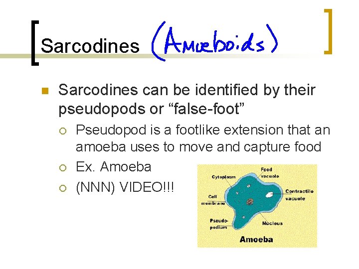 Sarcodines n Sarcodines can be identified by their pseudopods or “false-foot” ¡ ¡ ¡