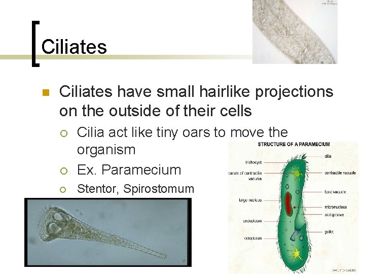 Ciliates n Ciliates have small hairlike projections on the outside of their cells ¡