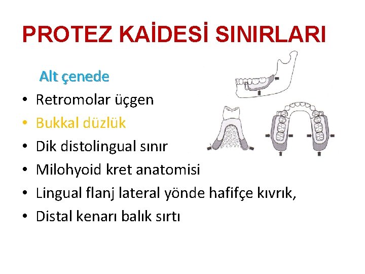 PROTEZ KAİDESİ SINIRLARI • • • Alt çenede Retromolar üçgen Bukkal düzlük Dik distolingual