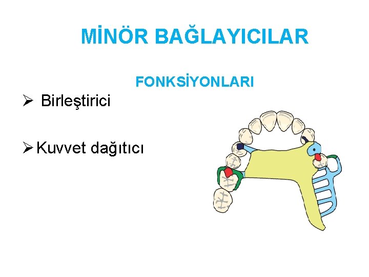 MİNÖR BAĞLAYICILAR FONKSİYONLARI Ø Birleştirici Ø Kuvvet dağıtıcı 