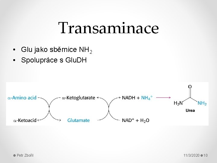 Transaminace • Glu jako sběrnice NH 2 • Spolupráce s Glu. DH Petr Zbořil