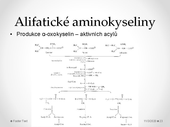 Alifatické aminokyseliny • Produkce α-oxokyselin – aktivních acylů Footer Text 11/3/2020 23 