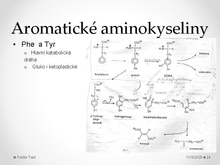 Aromatické aminokyseliny • Phe a Tyr o Hlavní katabolická dráha o Gluko i ketoplastické
