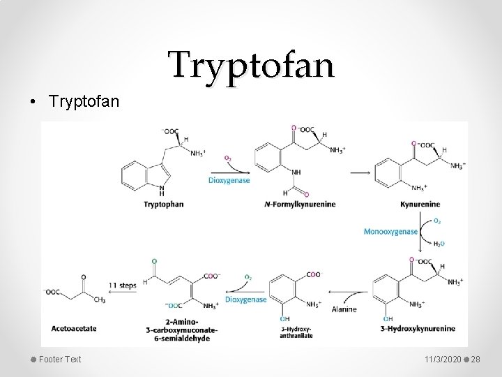 Tryptofan • Tryptofan Footer Text 11/3/2020 28 