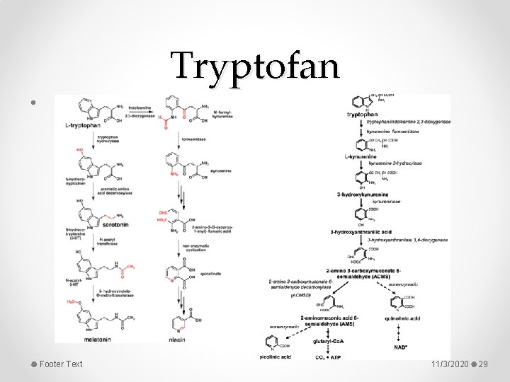 Tryptofan • Footer Text 11/3/2020 29 