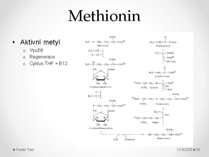 Methionin • Aktivní metyl o Využití o Regenerace o Cyklus THF + B 12