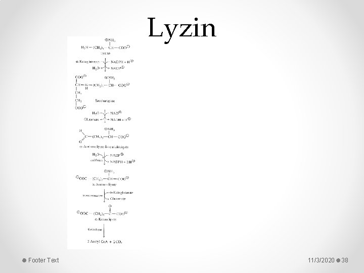 Lyzin Footer Text 11/3/2020 38 