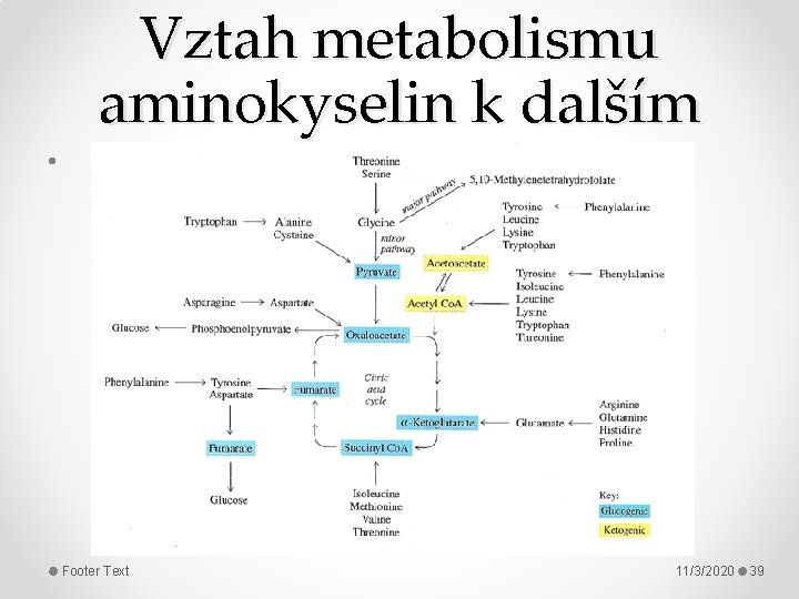 Vztah metabolismu aminokyselin k dalším • Footer Text 11/3/2020 39 