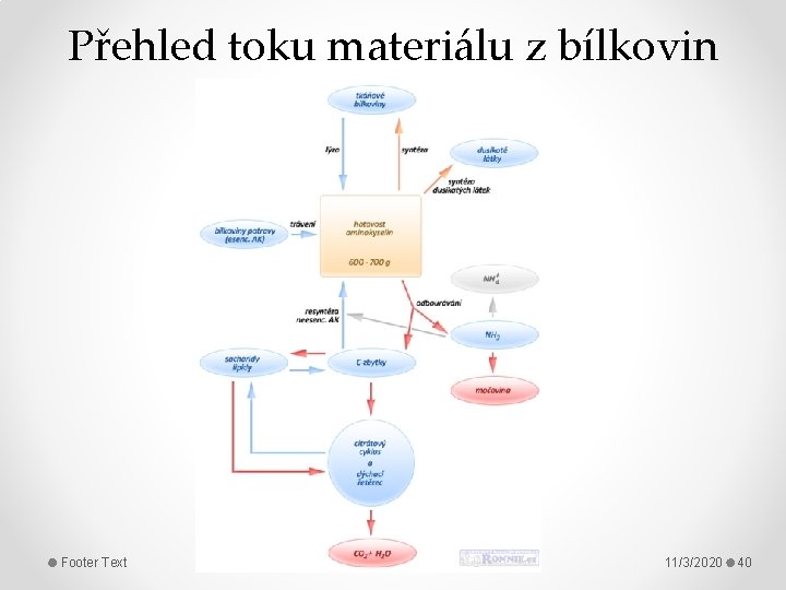 Přehled toku materiálu z bílkovin Footer Text 11/3/2020 40 