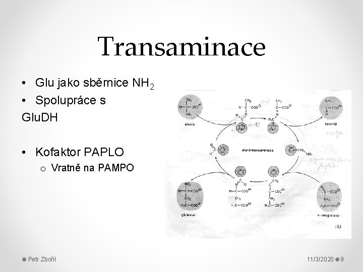 Transaminace • Glu jako sběrnice NH 2 • Spolupráce s Glu. DH • Kofaktor