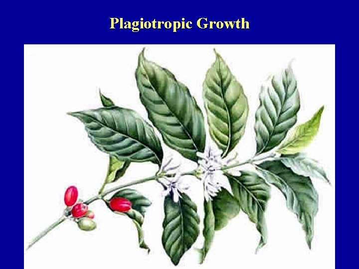 Plagiotropic Growth 