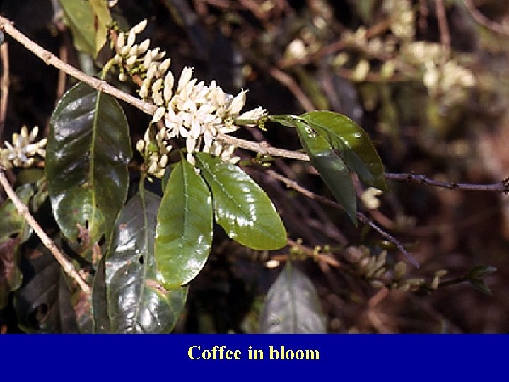 Coffee in bloom 