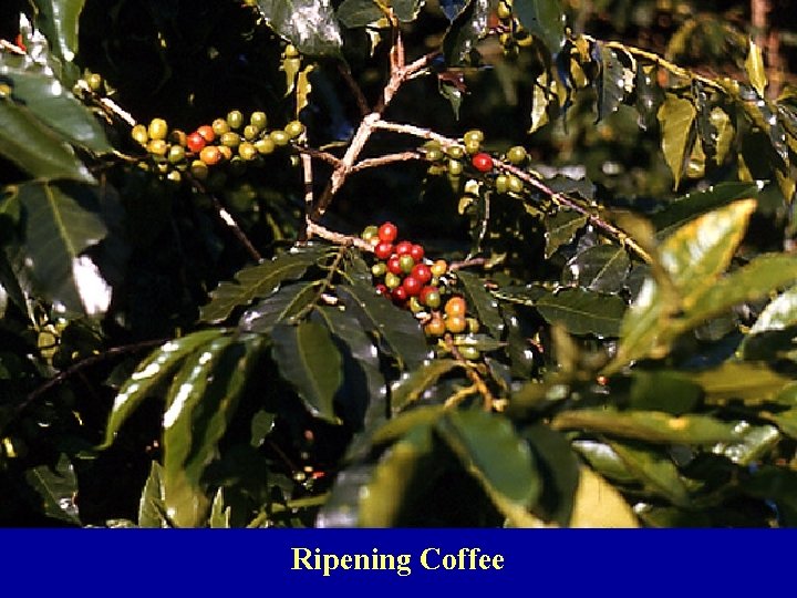 Ripening Coffee 