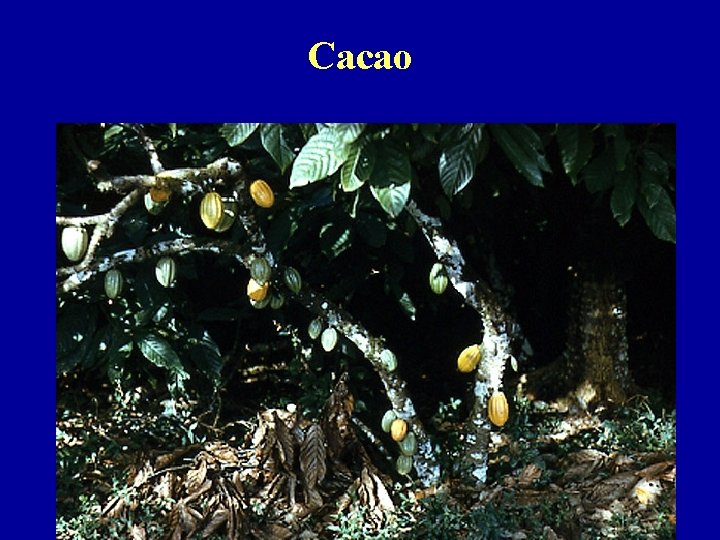 Cacao 