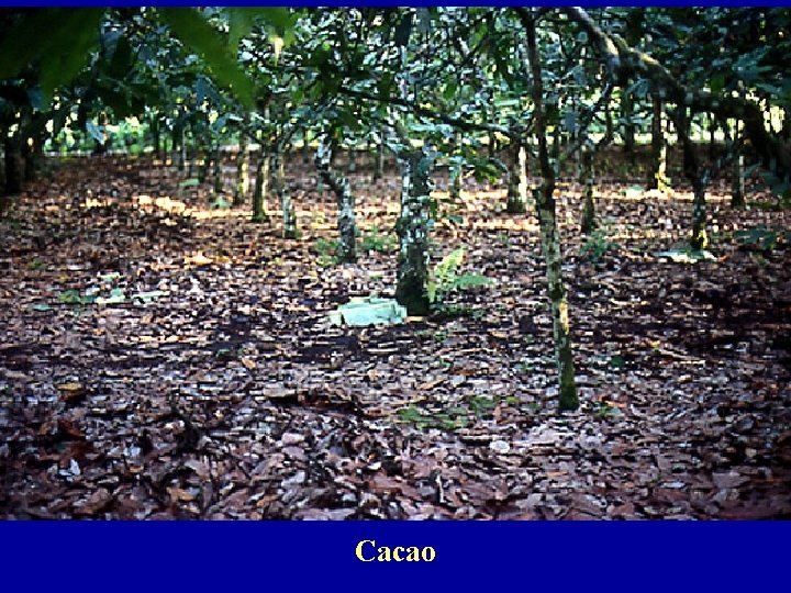Cacao 