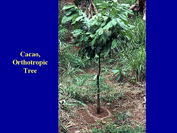 Cacao, Orthotropic Tree 