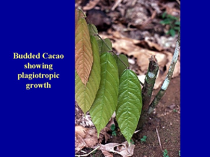 Budded Cacao showing plagiotropic growth 