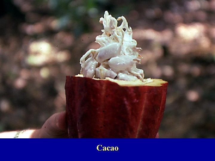 Cacao 