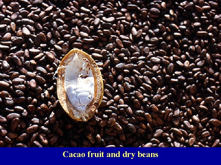 Cacao fruit and dry beans 