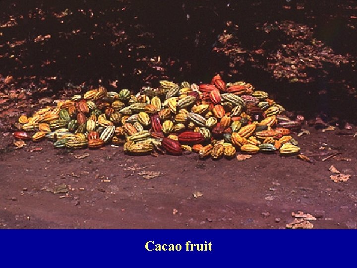 Cacao fruit 