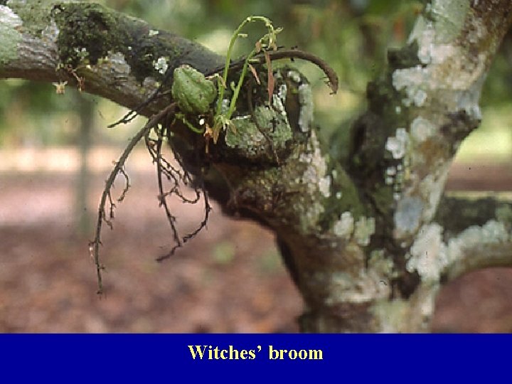 Witches’ broom 