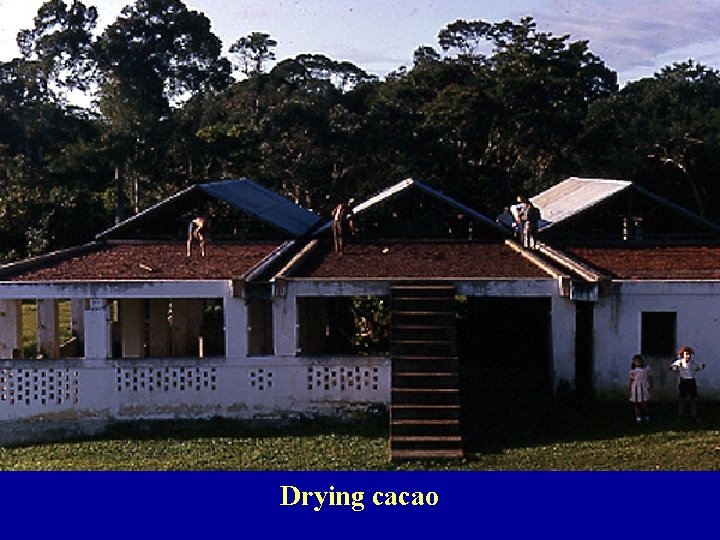 Drying cacao 