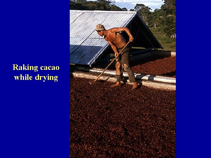 Raking cacao while drying 