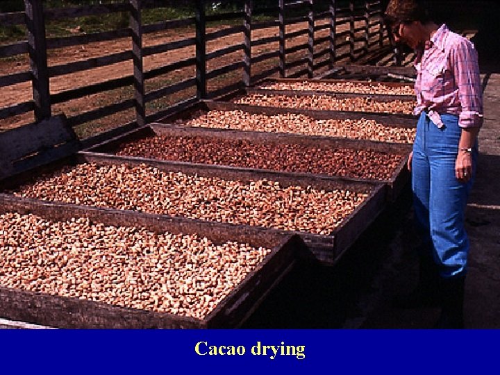 Cacao drying 