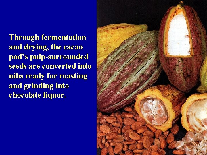 Through fermentation and drying, the cacao pod’s pulp-surrounded seeds are converted into nibs ready