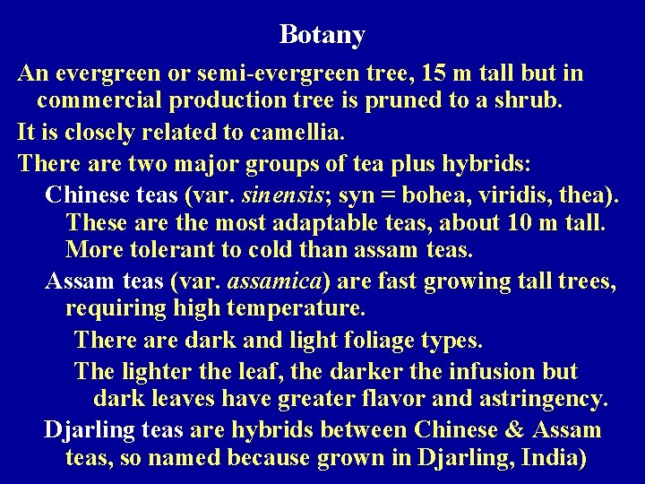 Botany An evergreen or semi-evergreen tree, 15 m tall but in commercial production tree