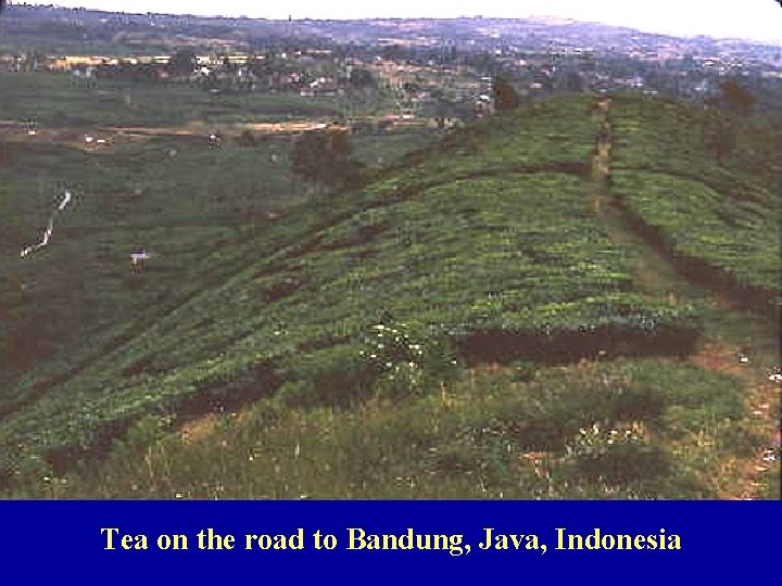 Tea on the road to Bandung, Java, Indonesia 