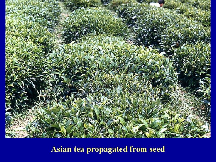 Asian tea propagated from seed 
