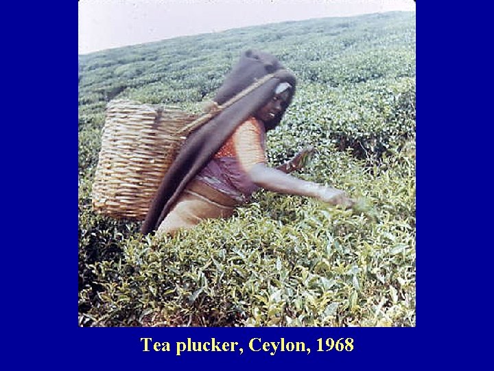 Tea plucker, Ceylon, 1968 