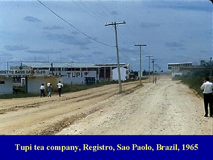 Tupi tea company, Registro, Sao Paolo, Brazil, 1965 