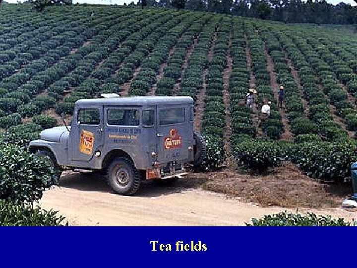 Tea fields 
