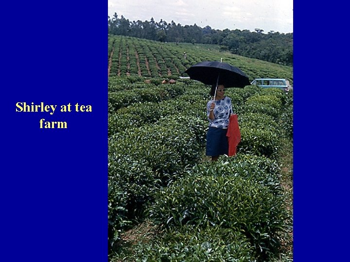 Shirley at tea farm 