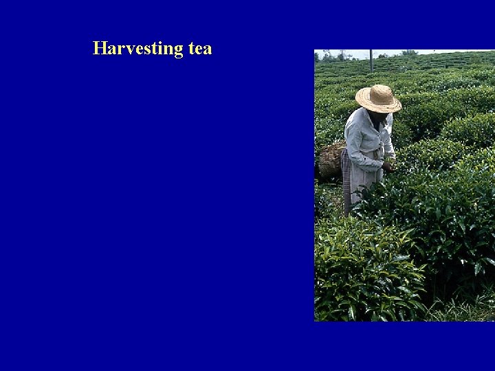 Harvesting tea 