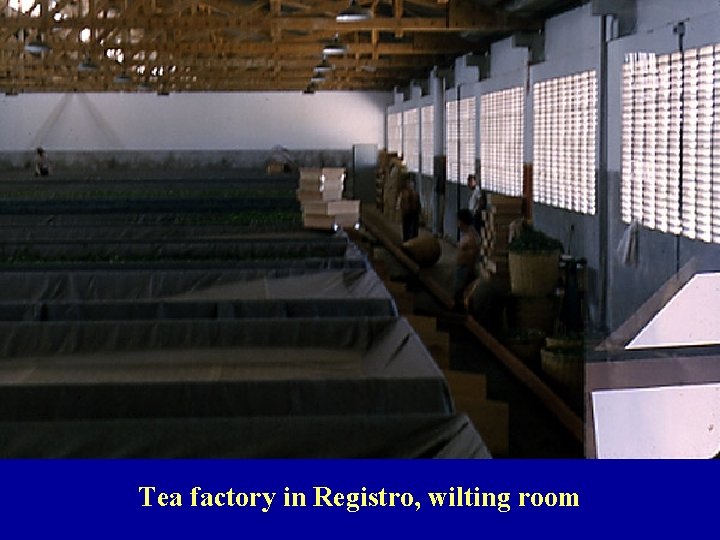 Tea factory in Registro, wilting room 