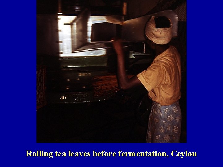 Rolling tea leaves before fermentation, Ceylon 